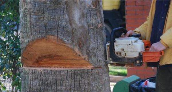 59χρονος απο το Βελβεντό έχασε την ζωή του από το δένδρο που έκοψε