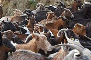 Φλώρινα: Ο πρώτος κλαδικός συνεταιρισμός αιγοπροβατοτροφίας σε όλη την χώρα γίνεται πραγματικότητα