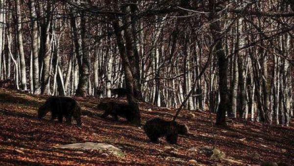 Νεκρή απο σφαίρες για αγριογούρουνο βρέθηκε νεαρή αρκούδα