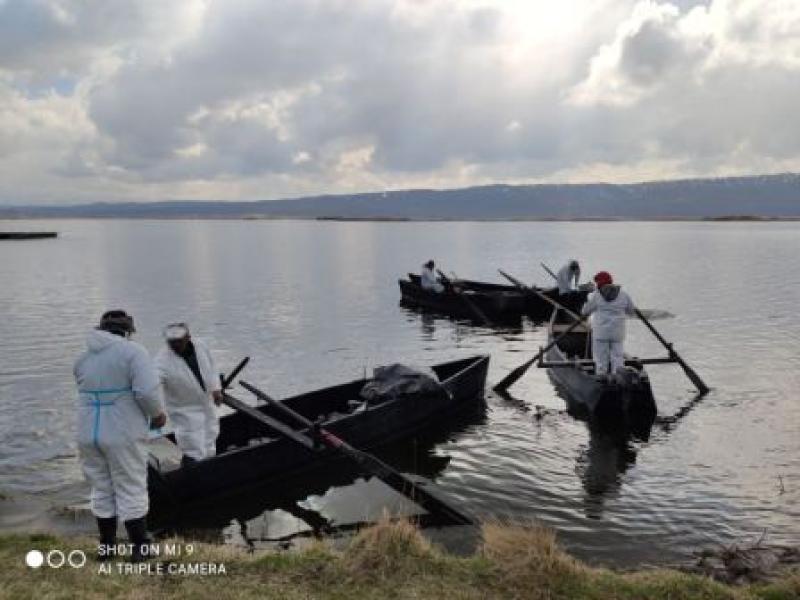 Για 4η ημέρα η επιχείρηση περισυλλογής νεκρών αργυροπελεκάνων στις λίμνες της Δυτ. Μακεδονίας: 748 στην Μικρή Πρέσπα, 80 στην Χειμαδίτιδα και 15 στην Ζάζαρη