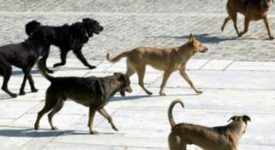 Προσκλητήριο Ζωοφιλίας απο τον Δήμο Άργους Ορεστικού για υιοθεσία αδέσποτων σκύλων