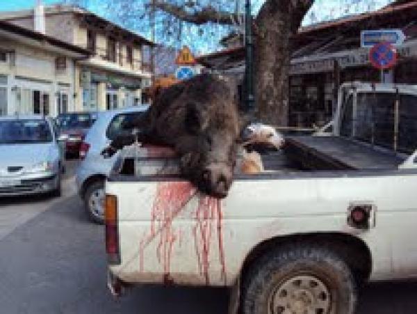 Απο τις συνήθης αγριότητες των κυνηγών