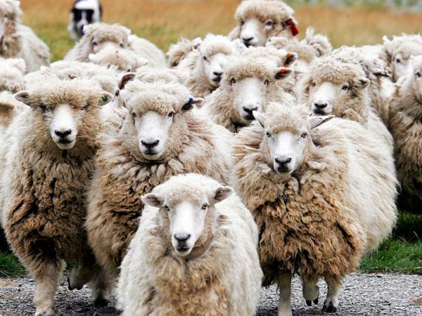 ΓΕΩΤ.Ε.Ε: Ημερίδα για το «Πρόβατο Πελαγονίας. Ένας γενετικός πόρος ανάπτυξης»
