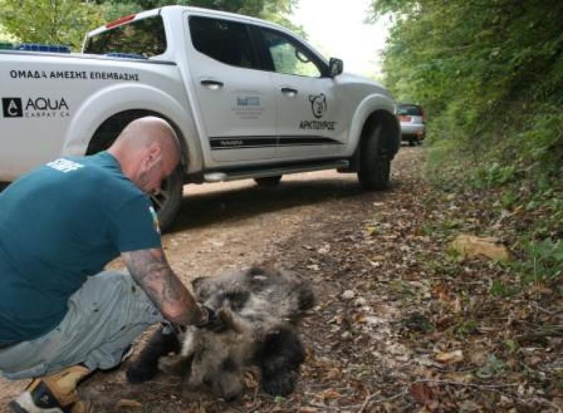 Φλώρινα: Λαθροκυνηγός σκότωσε λίγων μηνών αρκουδάκι
