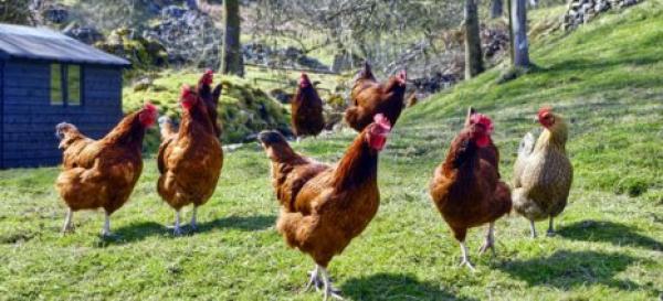 Οδηγίες για την προστασία των οικόσιτων πουλερικών από τη γρίπη των πτηνών