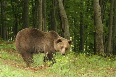 Ξύπνησαν οι αρκούδες στο Καταφύγιο και περιμένουν τους επισκέπτες
