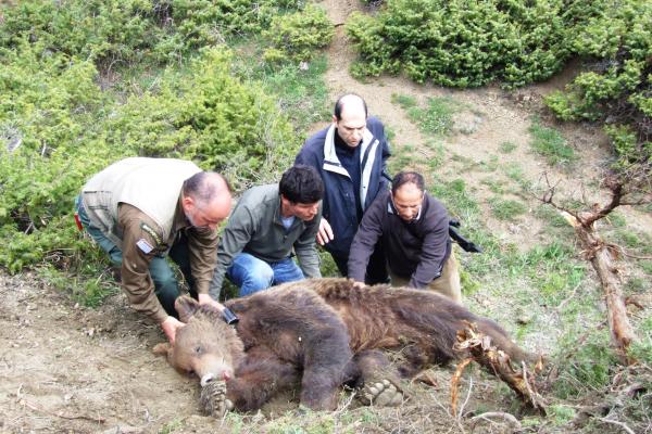 Διάσωση παγιδευμένης αρκούδας στην Κοζάνη