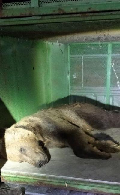 Ο «Πλατώνις» η αρσενική αρκούδα που απομακρύνθηκε στο Γράμμο, ξαναεπέστρεψε στην Καστοριά. Tι αναφέρει η &quot;Καλλιστώ&quot; για το θέμα