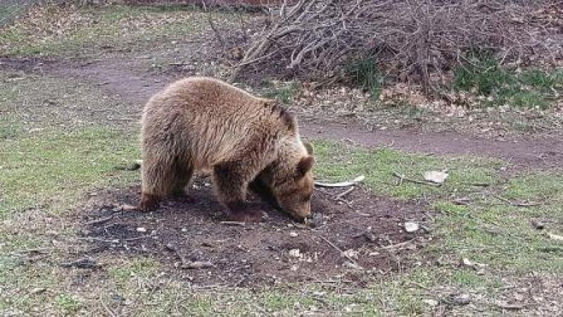 Τι κάνουμε αν συναντήσουμε αρκούδα. Οδηγίες απο την Διεύθυνση δασών Καστοριάς
