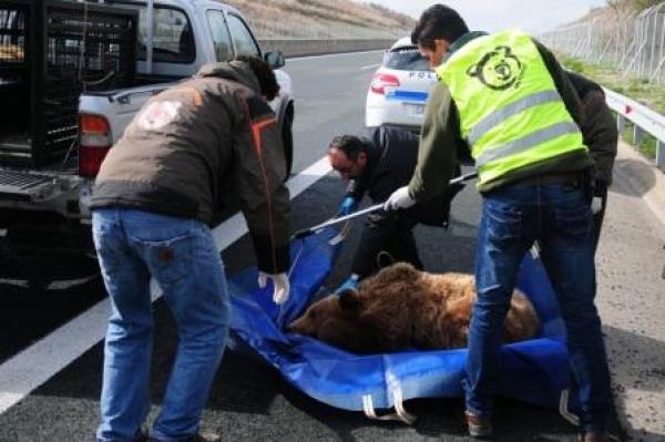 Η πρώτη νεκρή αρκούδα σε τροχαίο για το 2014