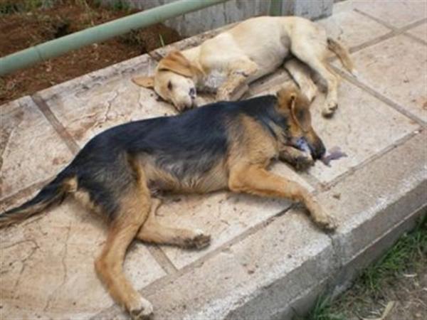 Το Τοπικό συμβούλιο Πρωτοχωρίου  για τις φόλες και την θανάτωση ζώων στον Οικισμό