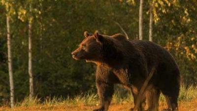 Αρκούδα σκότωσε έναν 57χρονο στα όρη Τάτρα, στην κεντρική Σλοβακία, είναι πρώτη θανατηφόρα επίθεση εδώ και έναν αιώνα
