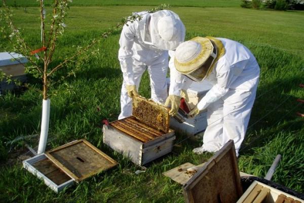 «Πρόγραμμα βελτίωσης των συνθηκών παραγωγής και εμπορίας των προϊόντων της μελισσοκομίας έτους 2015».